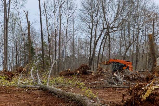 Best Storm Damage Tree Cleanup  in Edenton, NC