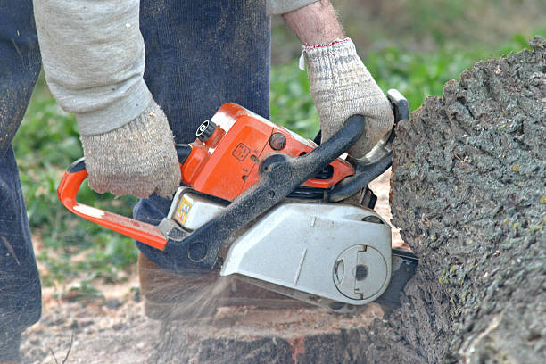 Tree and Shrub Care in Edenton, NC